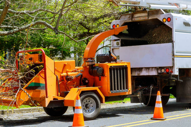Webster, FL Tree Removal Company