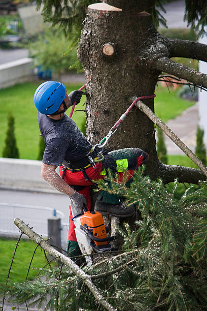 How Our Tree Care Process Works  in  Webster, FL