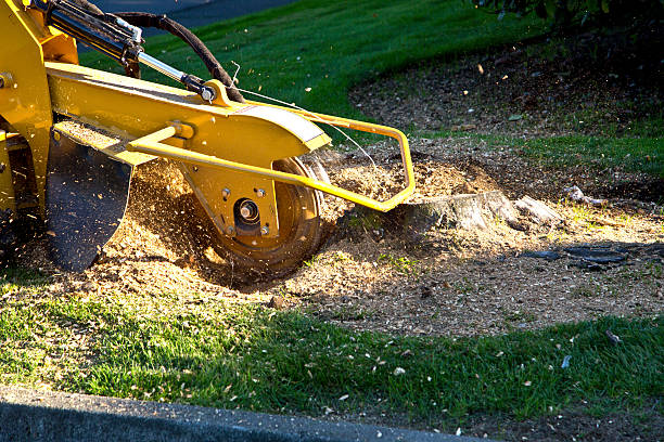 Best Leaf Removal  in Webster, FL