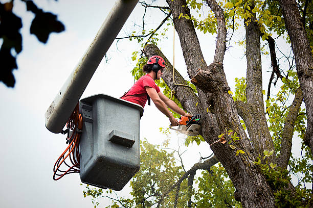 Best Seasonal Cleanup (Spring/Fall)  in Webster, FL