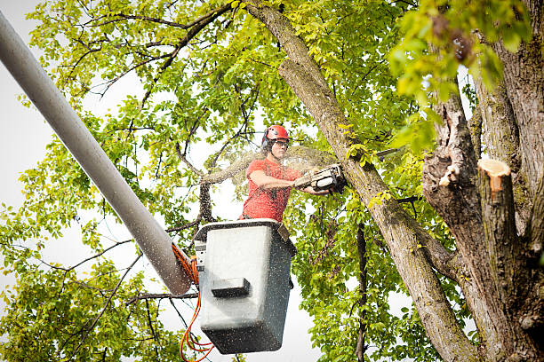 Best Fruit Tree Pruning  in Webster, FL