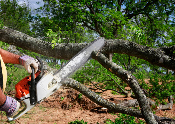 Best Pest Control for Lawns  in Webster, FL